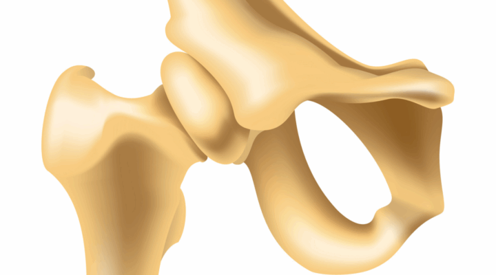 Human joints vector icons for orthopedics and surgery medical design. Vector isolated icon of pelvic bones and joints with cartilage synovial fluid for orthopedics treatment medicine.